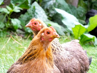 Cute chicken family with chicks.